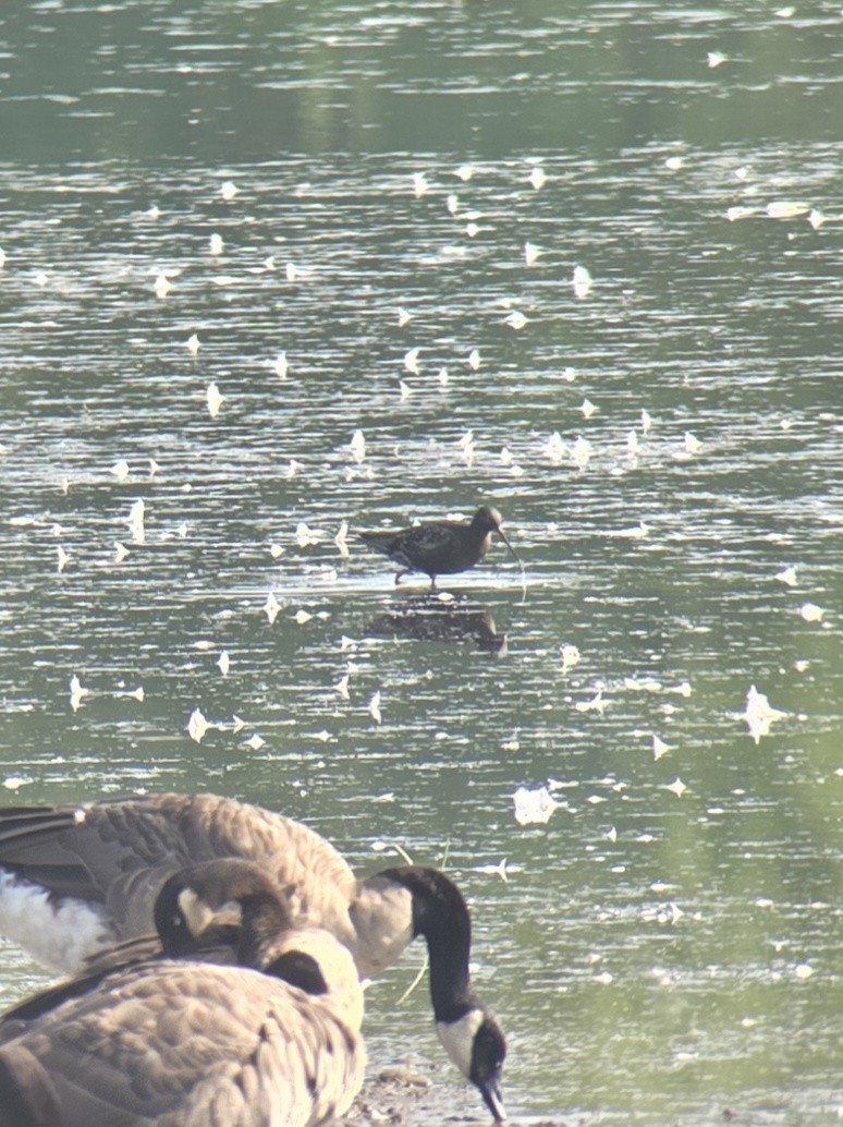 Spotted Redshank - ML640134862