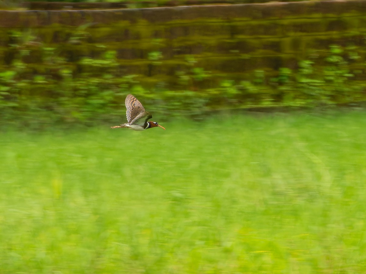 Greater Painted-Snipe - ML640134890