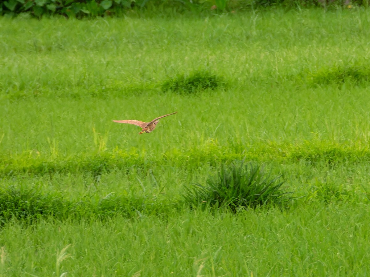 Cinnamon Bittern - ML640134893