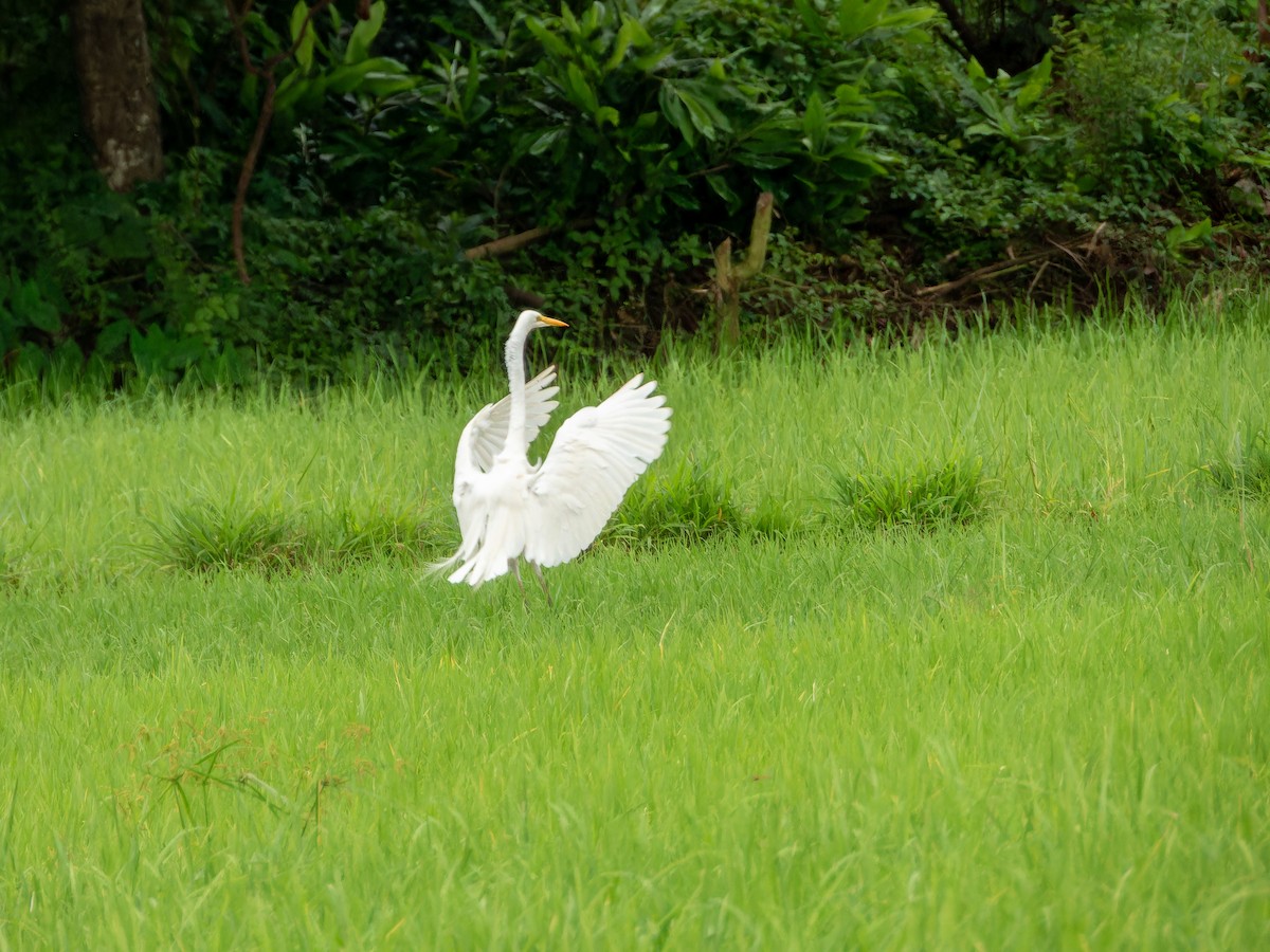 Great Egret - ML640134896