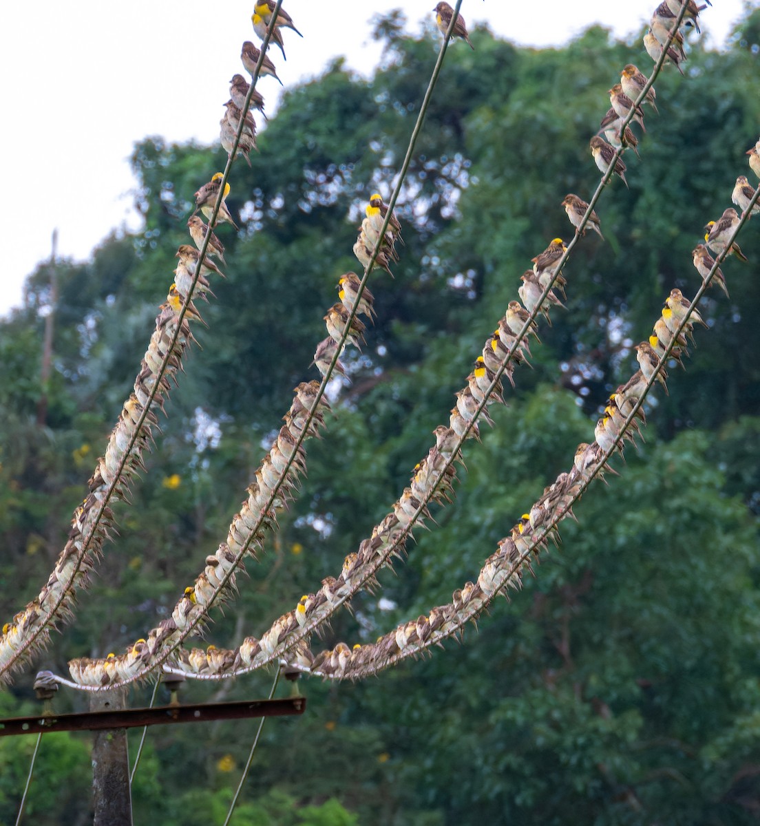 Baya Weaver - ML640134904