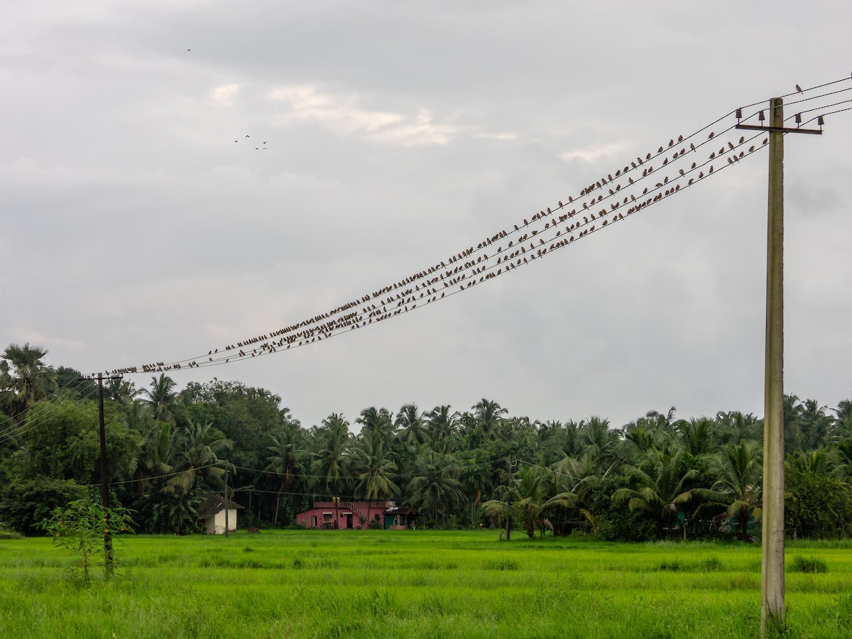Baya Weaver - ML640134905