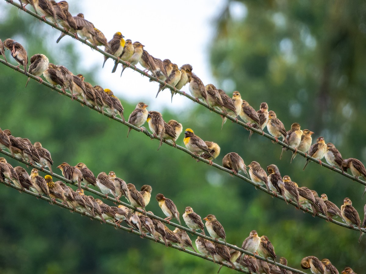 Baya Weaver - ML640134906
