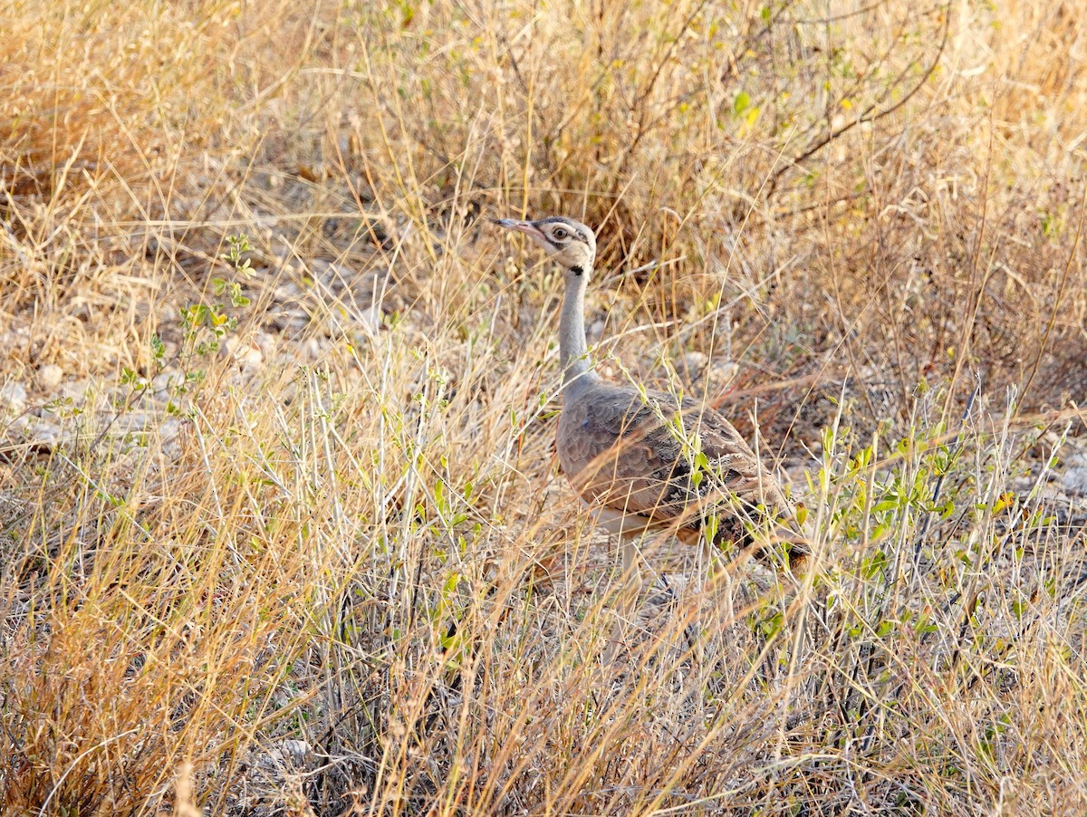 White-bellied Bustard (White-bellied) - ML640134913