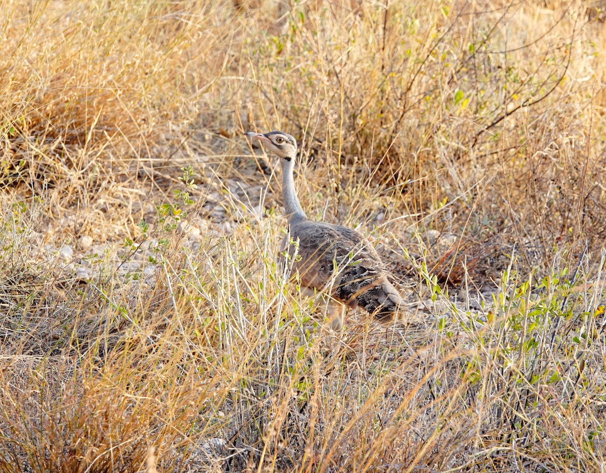 White-bellied Bustard (White-bellied) - ML640134929