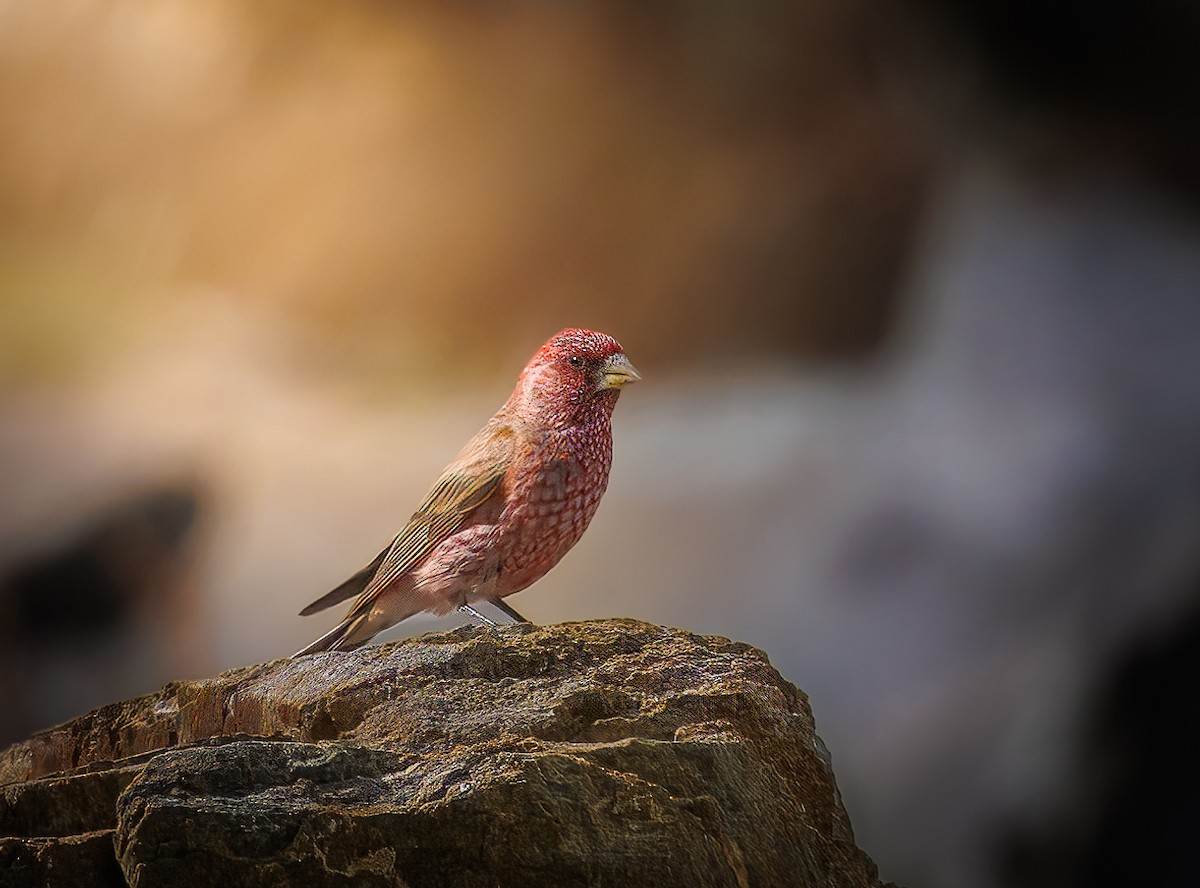 Great Rosefinch - ML640134989