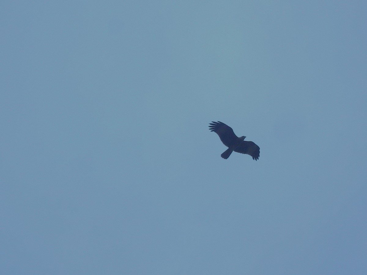 Oriental Honey-buzzard - ML640135010