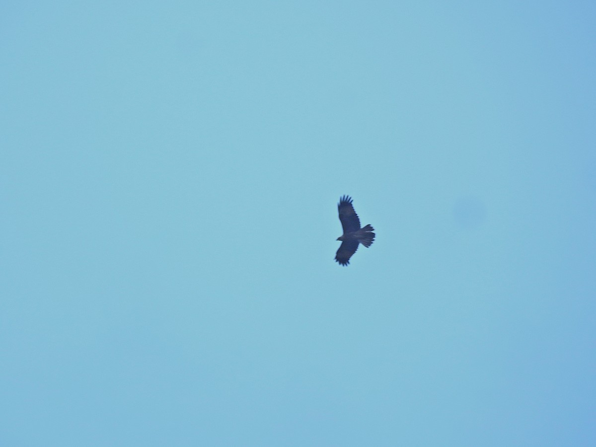 Oriental Honey-buzzard - ML640135012