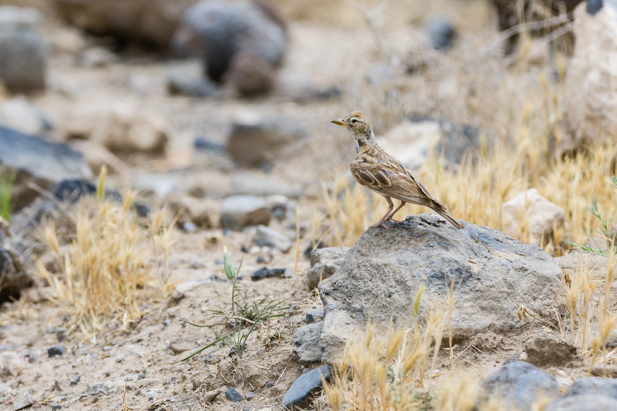 Calandra Lark - ML640135016