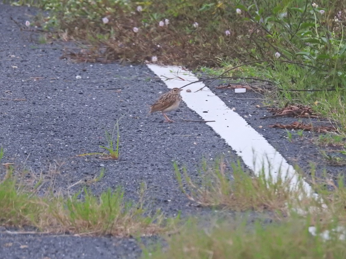 Jerdon's Bushlark - ML640135019