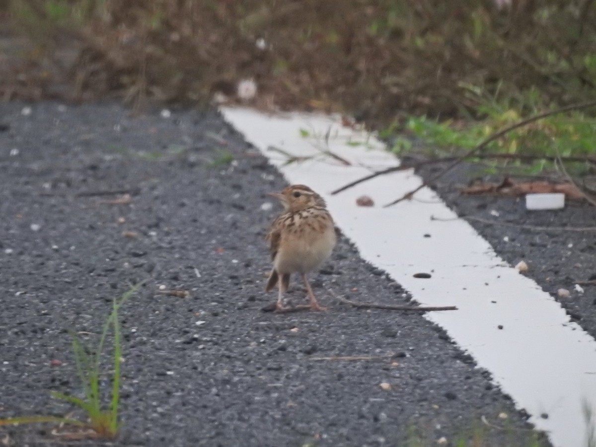 Jerdon's Bushlark - ML640135027