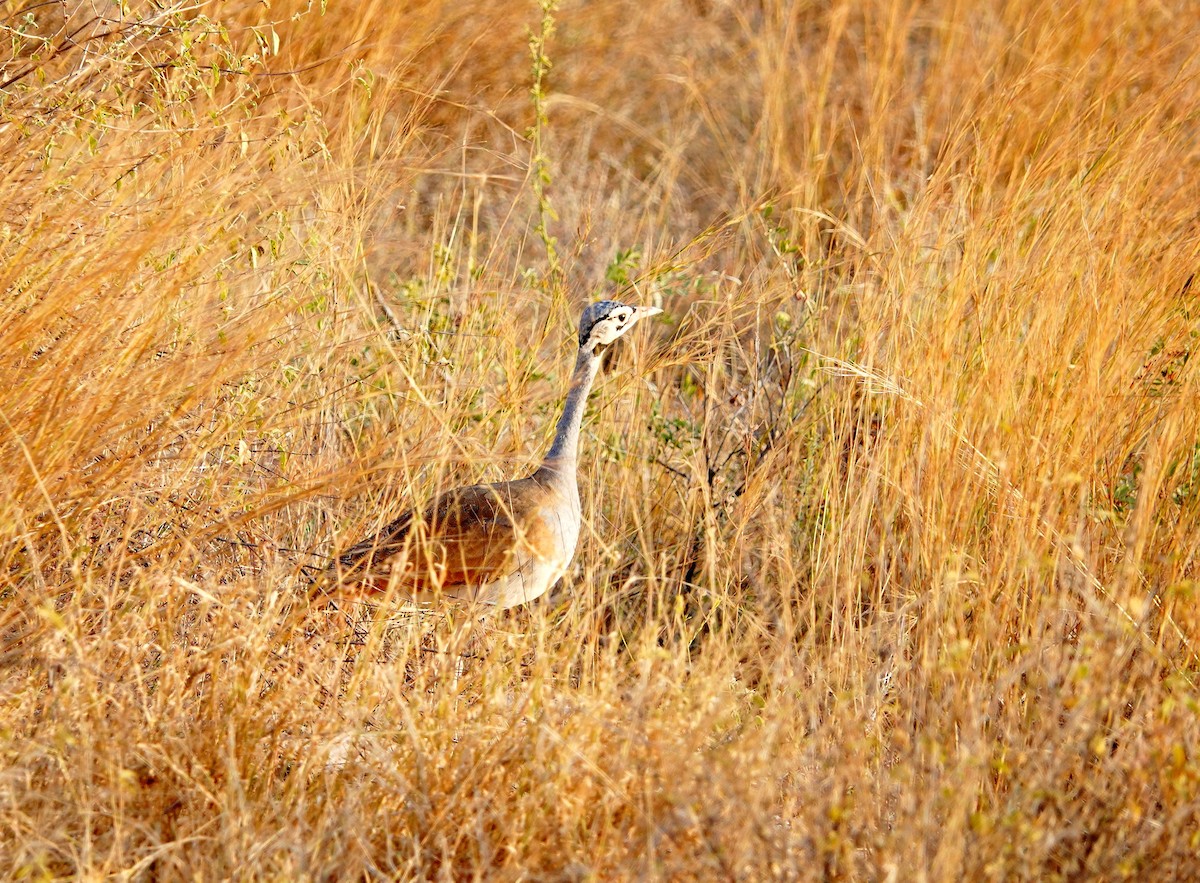 White-bellied Bustard (White-bellied) - ML640135034