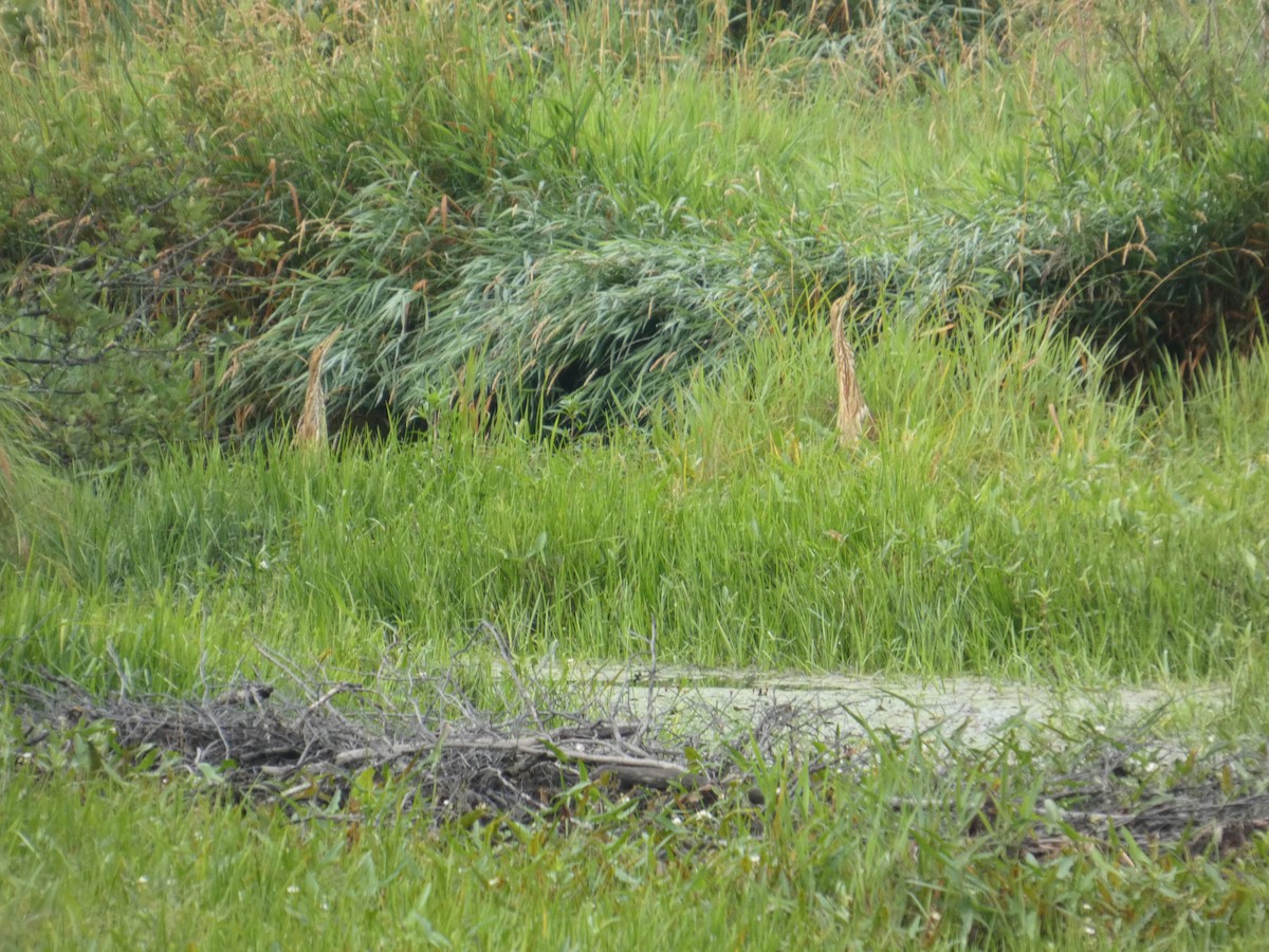 American Bittern - ML640135086