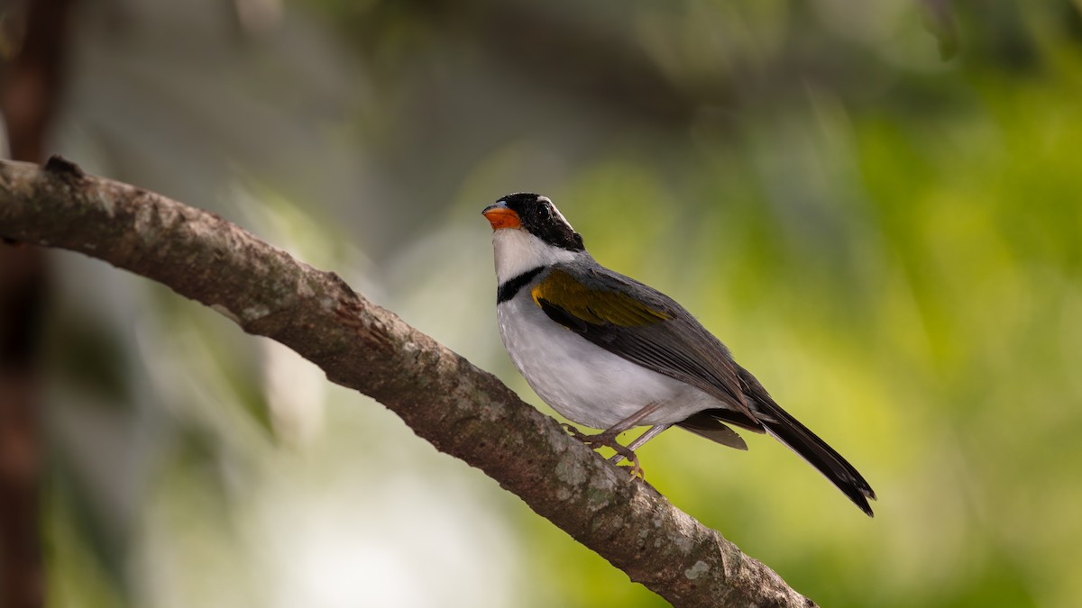 Saffron-billed Sparrow (Gray-backed) - ML640135091