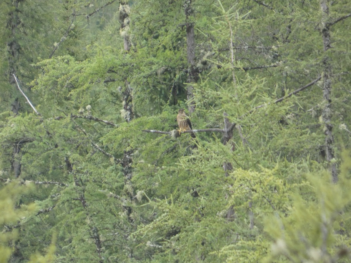Хайргууна шонхор - ML640135094
