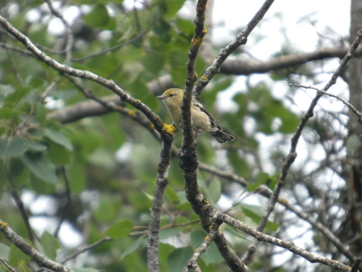 Bay-breasted Warbler - ML640135098