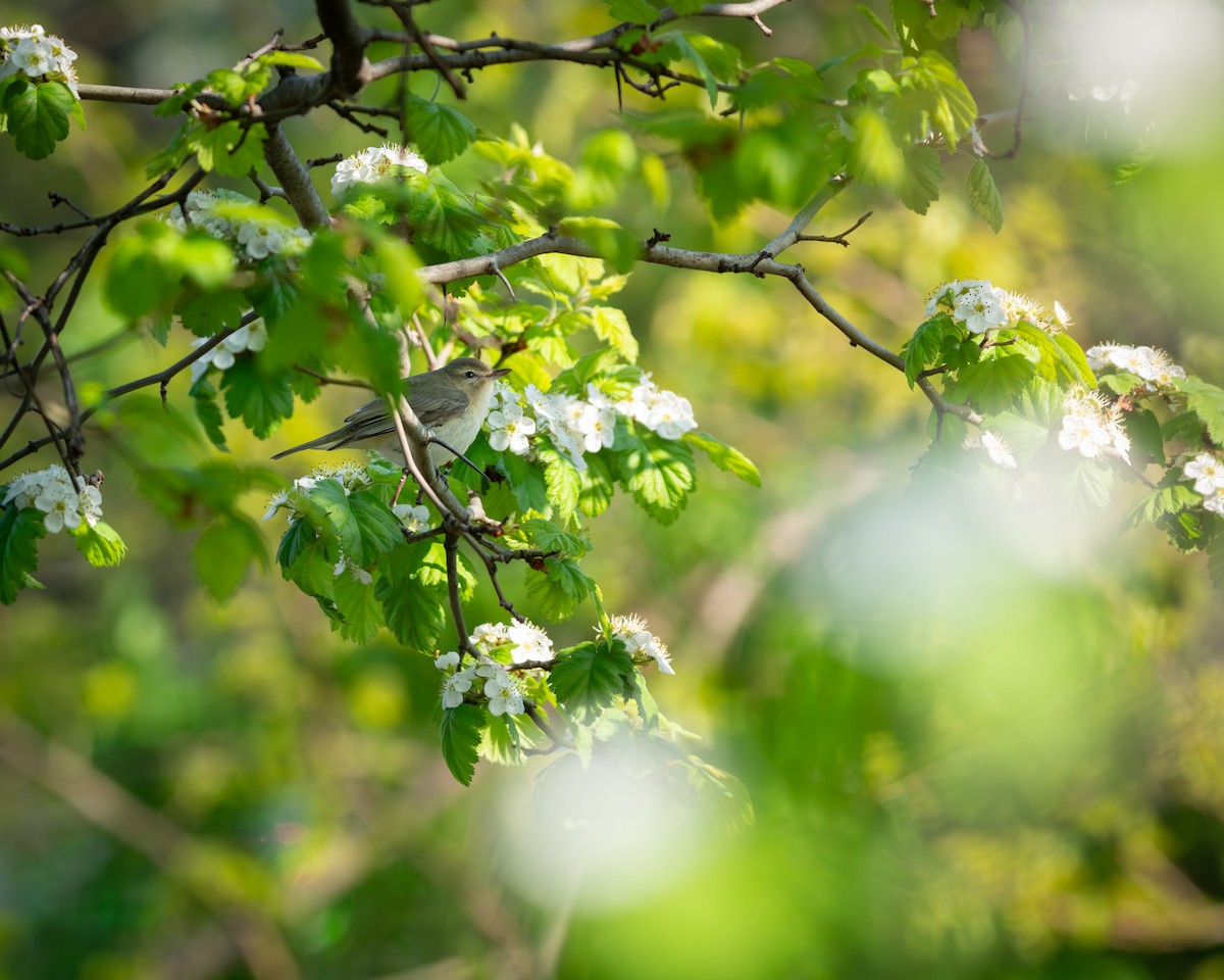 Eastern Warbling Vireo - ML640135148