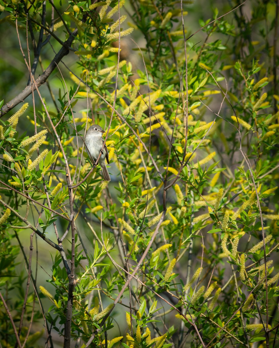 Least Flycatcher - ML640135151