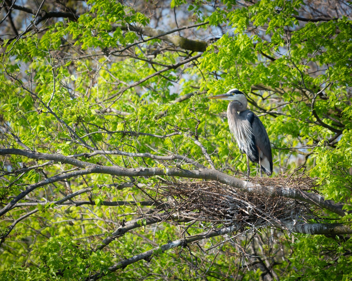 Great Blue Heron - ML640135156