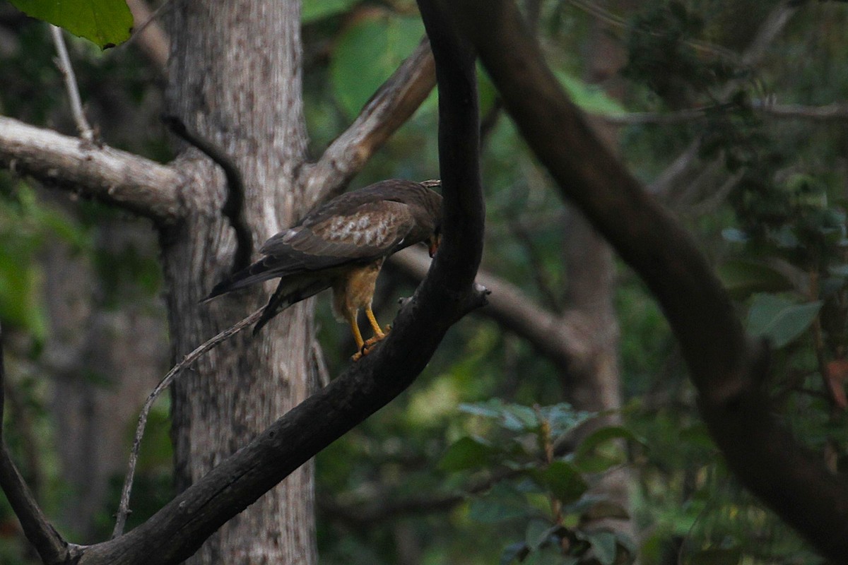 White-eyed Buzzard - ML640135163