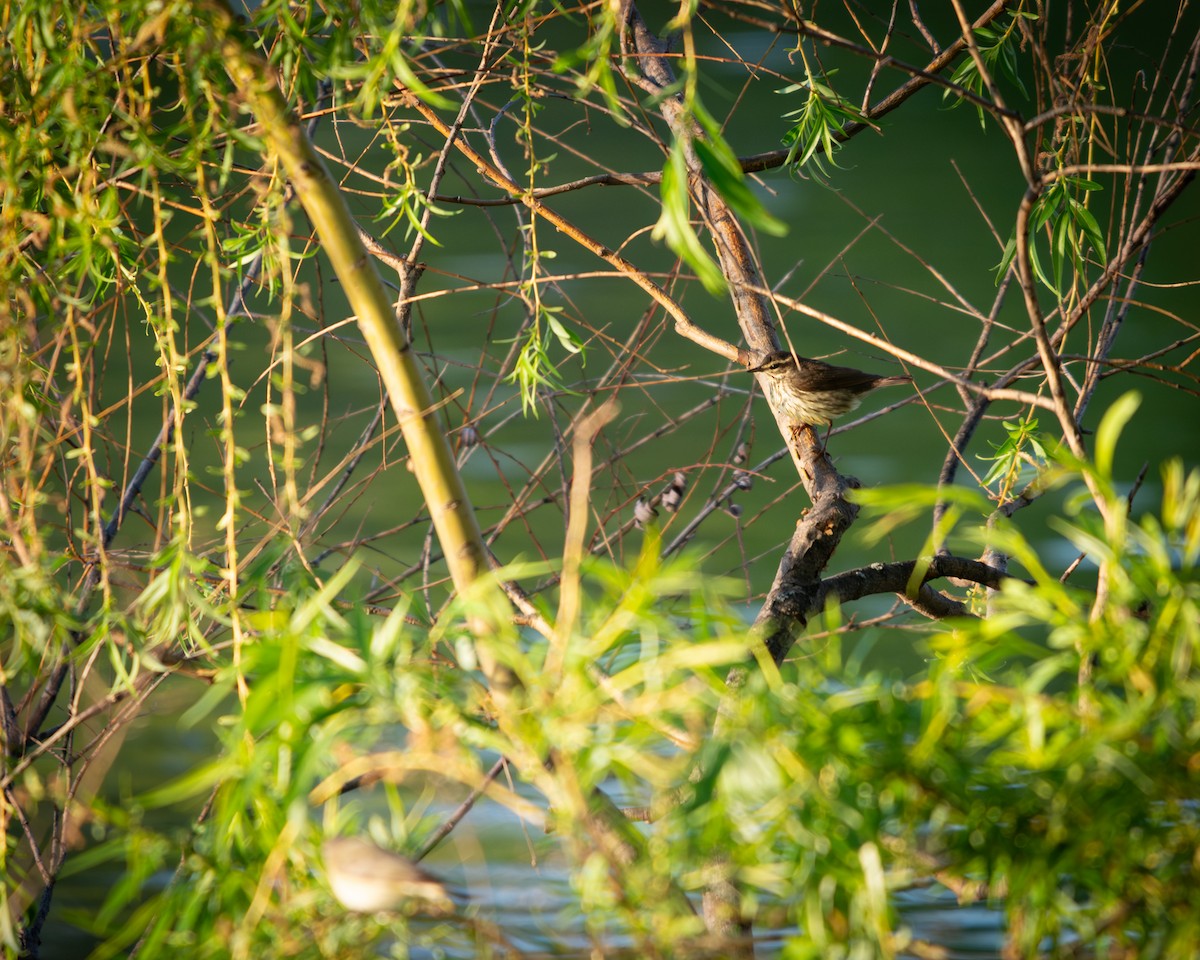 Northern Waterthrush - ML640135164