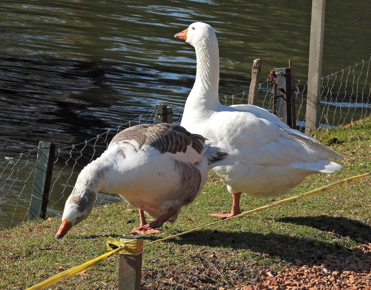 Graylag Goose (Domestic type) - ML640135208