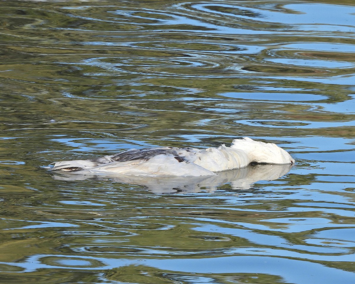 Graylag Goose (Domestic type) - ML640135209