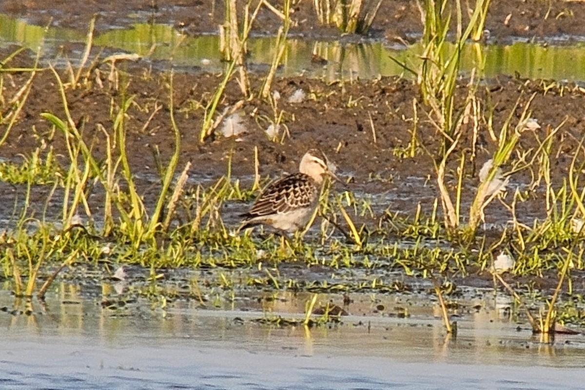 Stilt Sandpiper - ML640135296