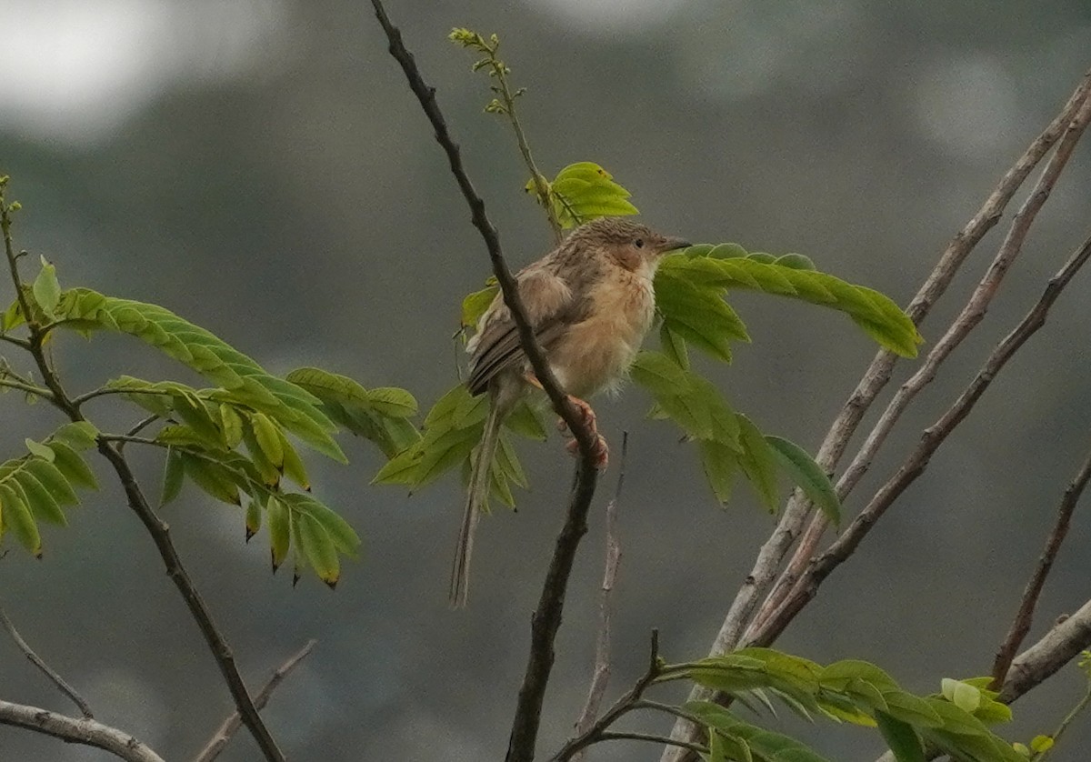 Common Babbler - ML640135314