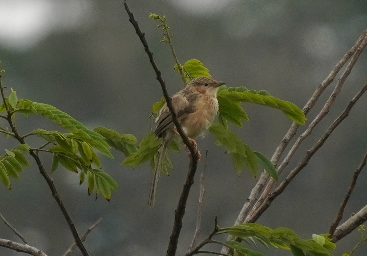 Common Babbler - ML640135316