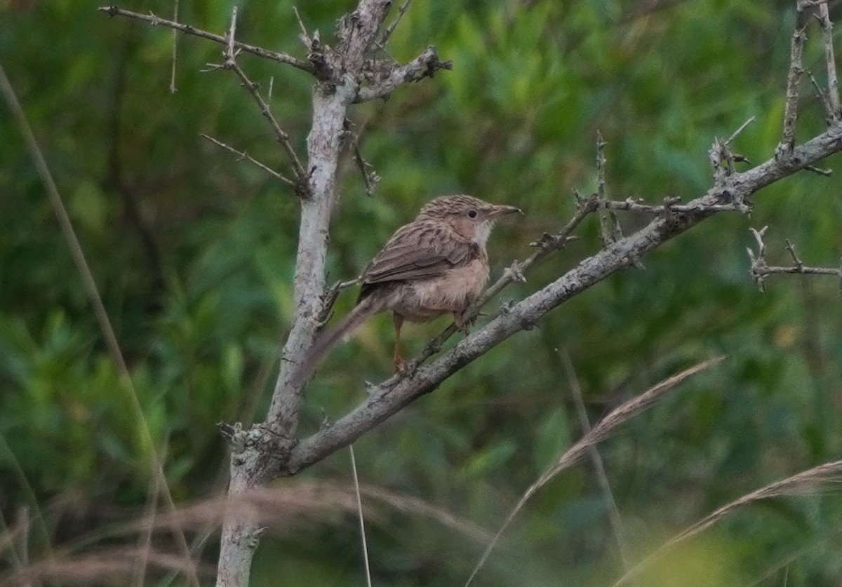Common Babbler - ML640135317