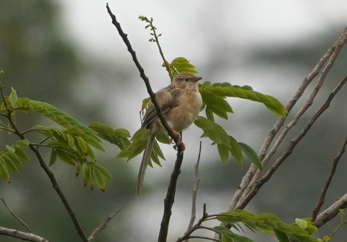 Common Babbler - ML640135318