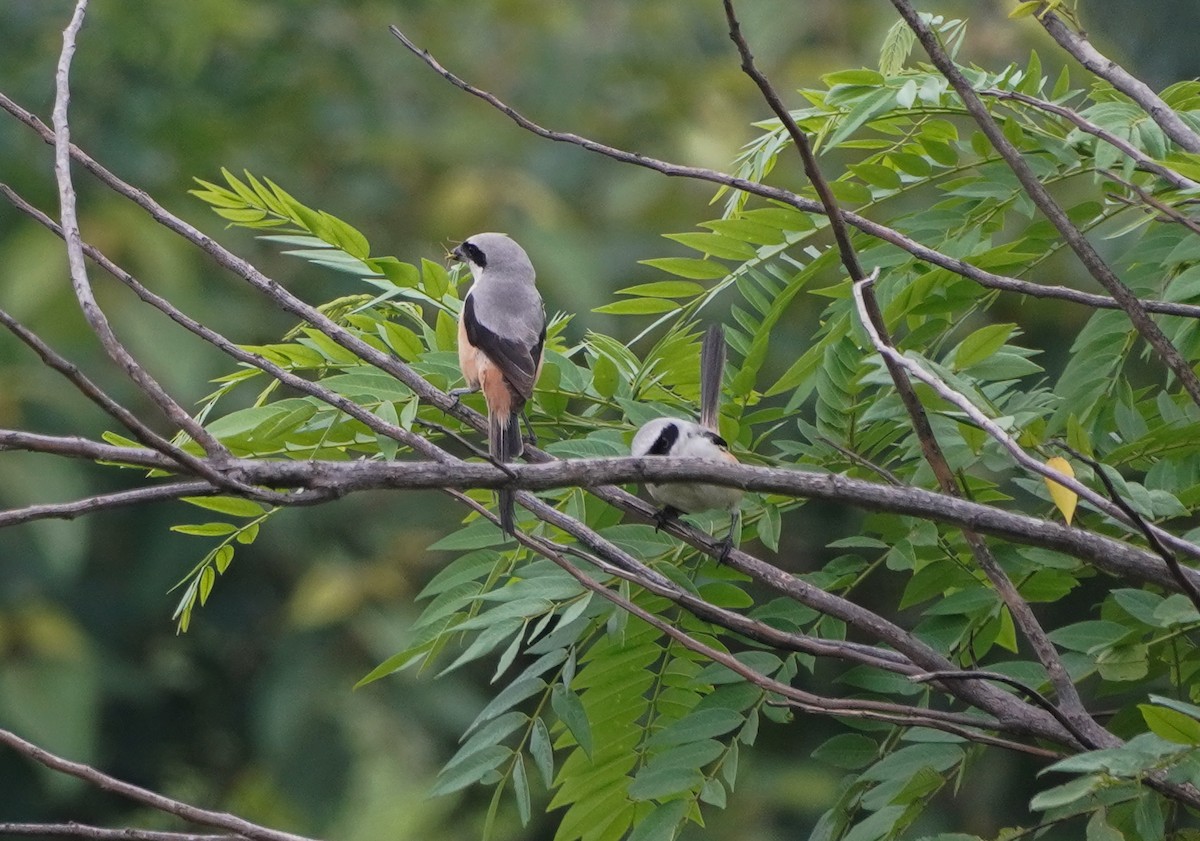 Long-tailed Shrike - ML640135343