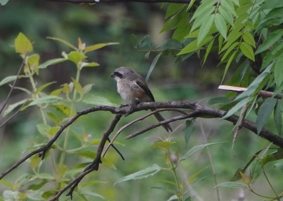 Long-tailed Shrike - ML640135344