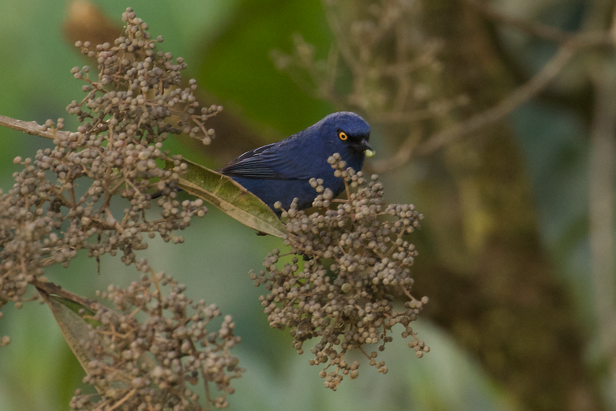 Deep-blue Flowerpiercer - ML640135378