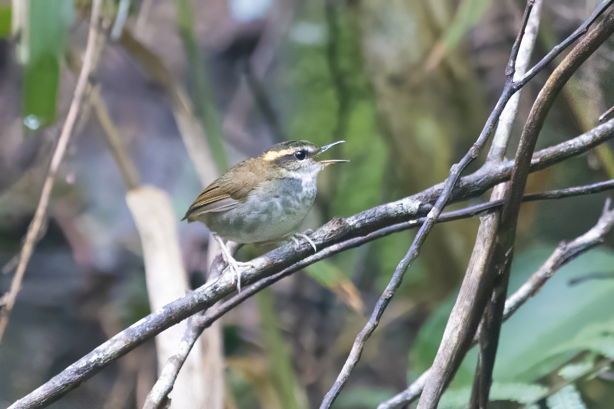 Bornean Stubtail - ML640135394