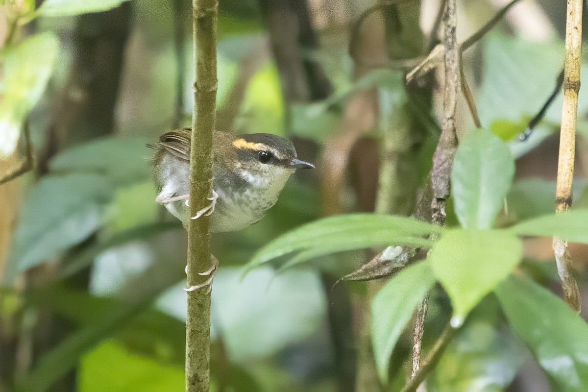 Bornean Stubtail - ML640135395