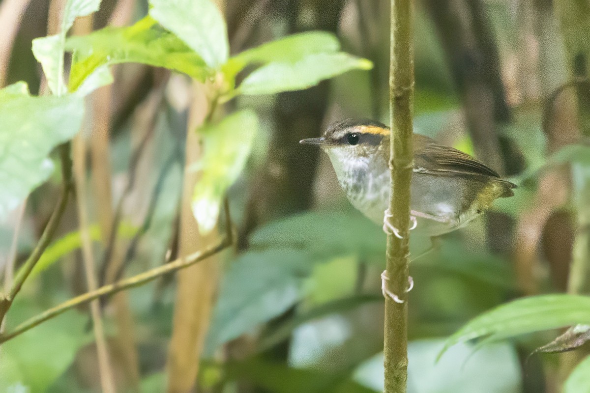 Bornean Stubtail - ML640135396