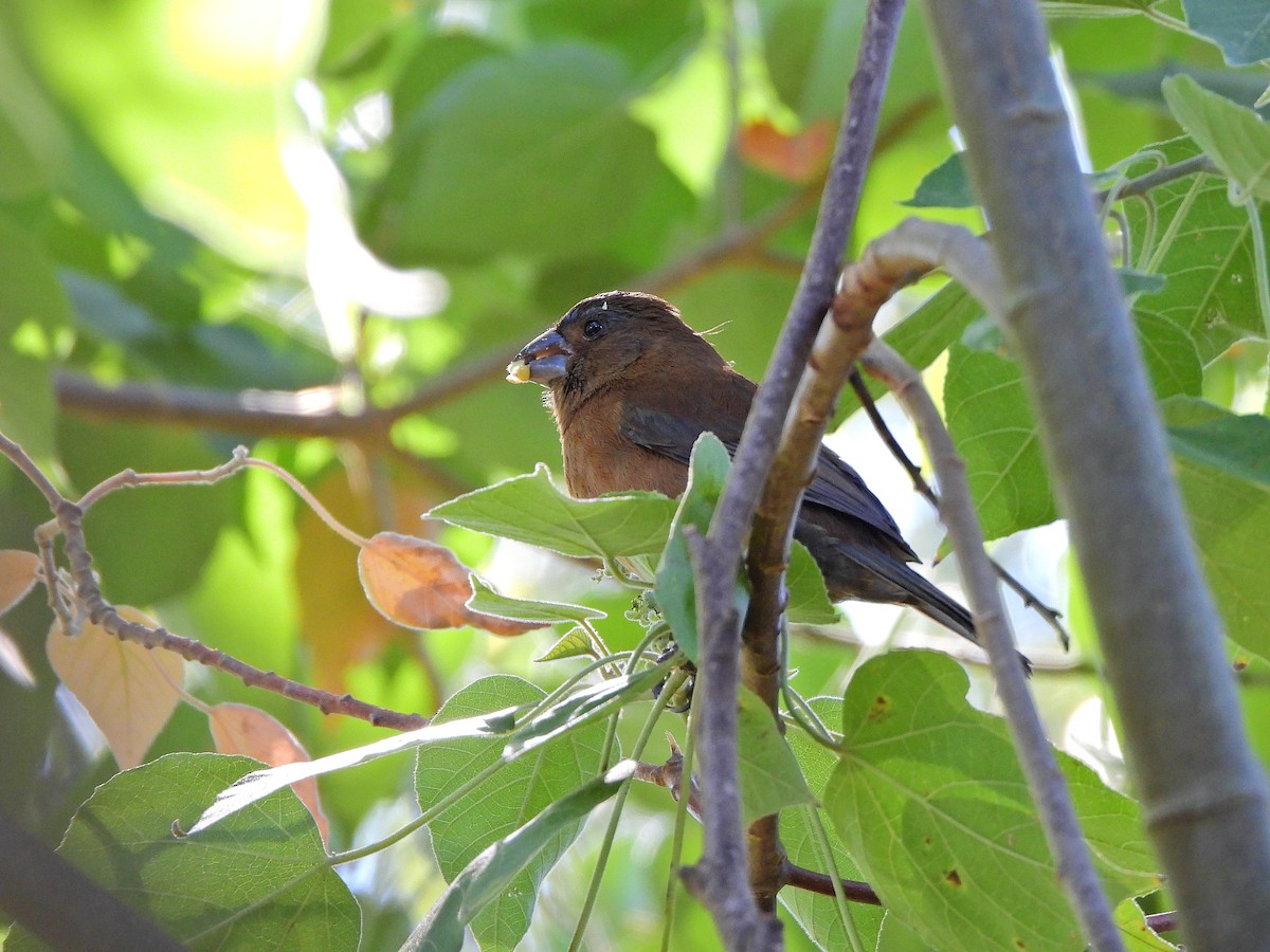 Glaucous-blue Grosbeak - ML640135430