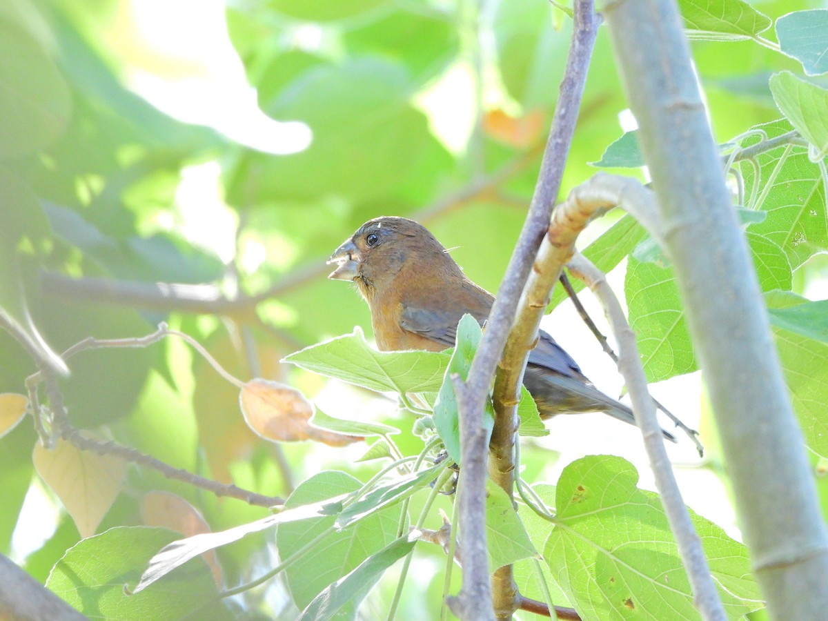 Glaucous-blue Grosbeak - ML640135449