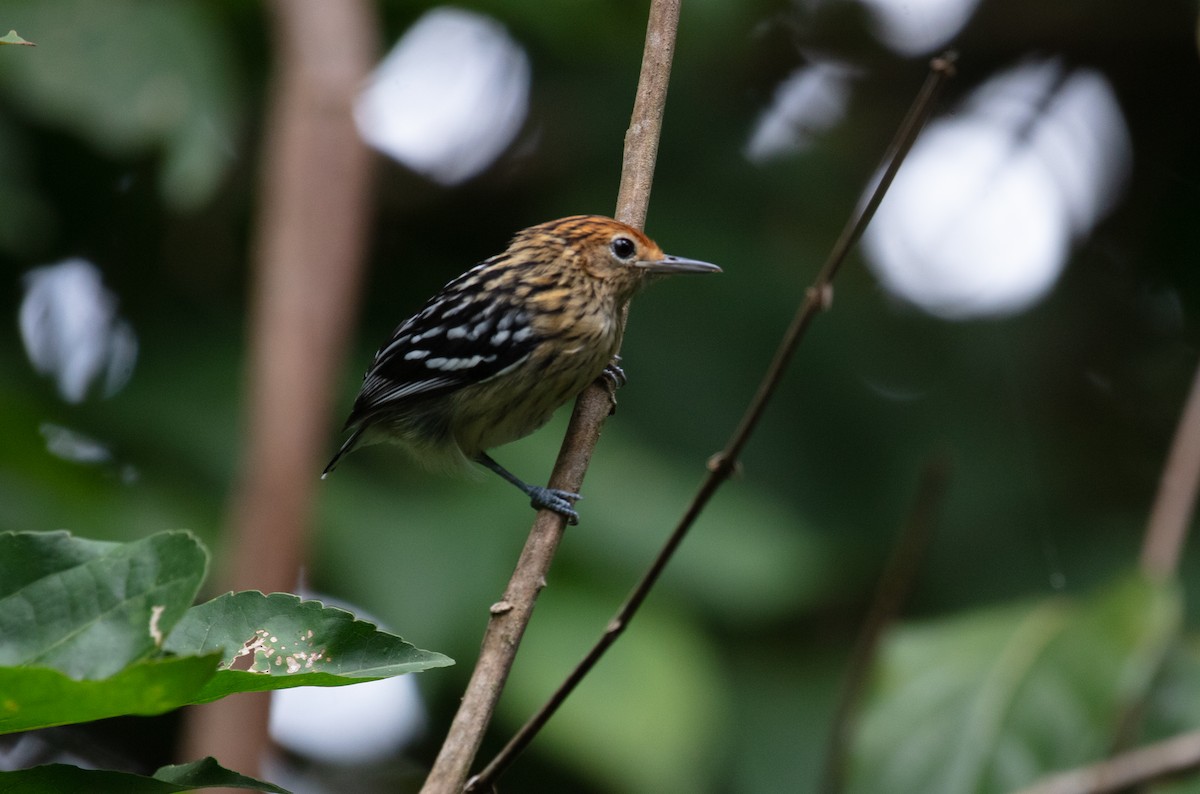 Amazonian Streaked-Antwren - ML640135489