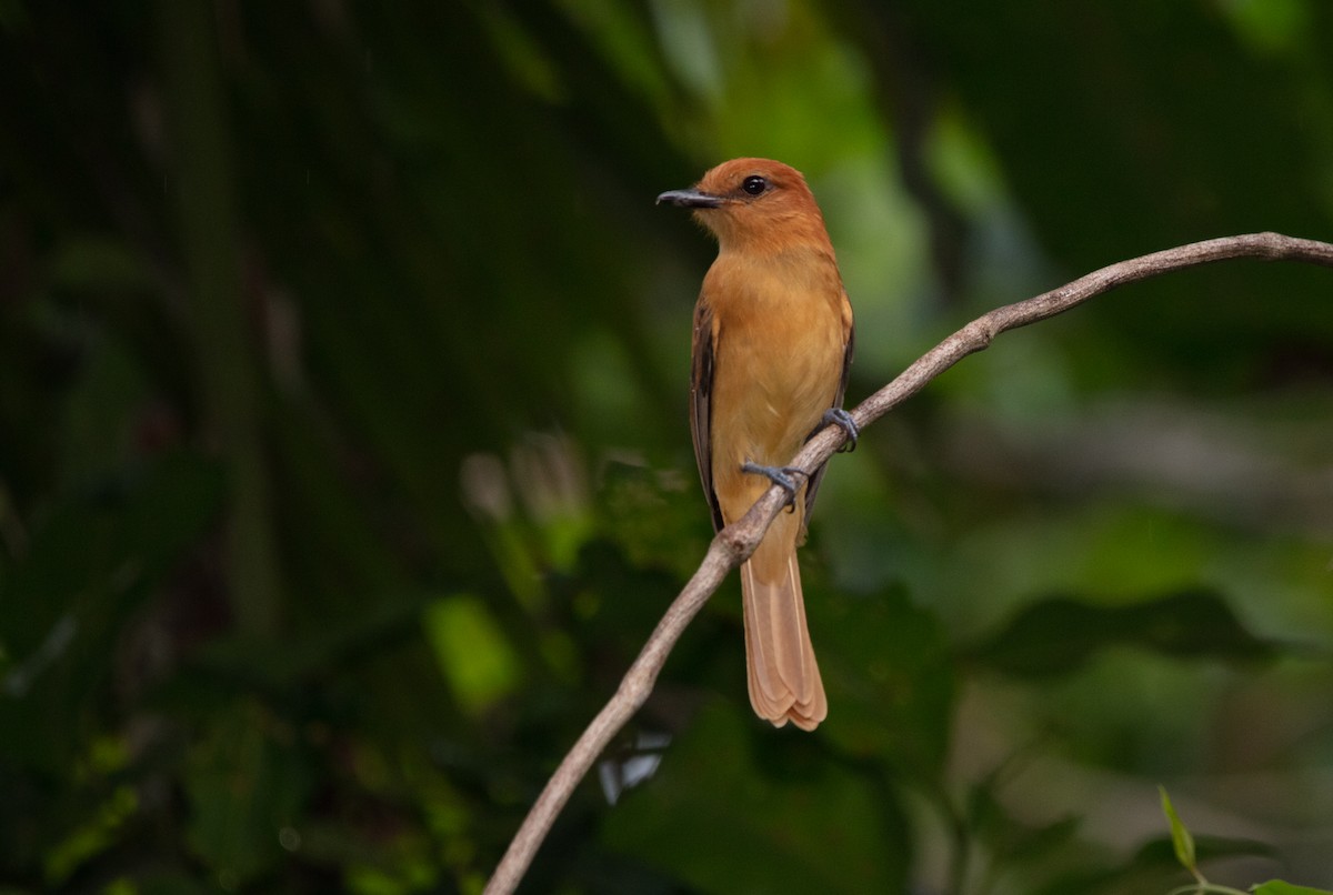 Cinnamon Attila - ML640135496