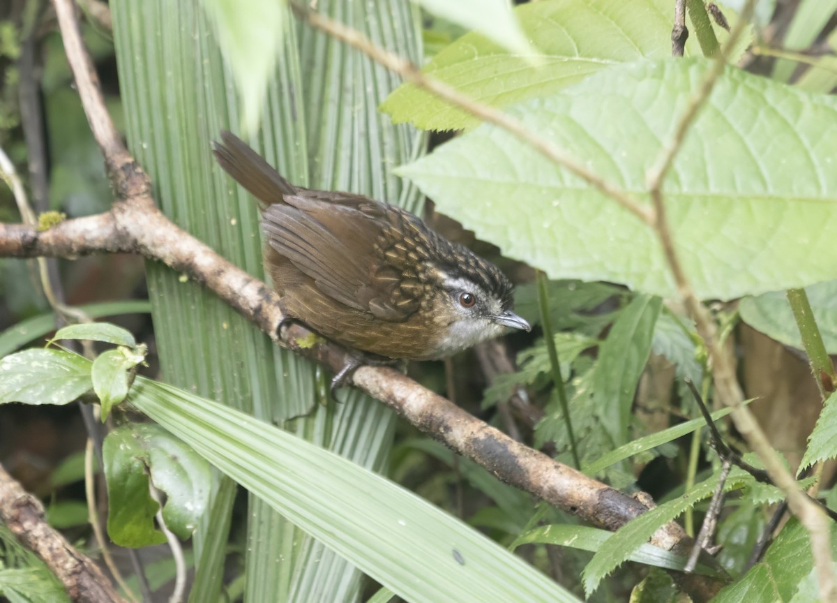Mountain Wren-Babbler - ML640135504