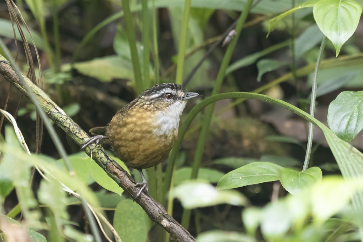 Mountain Wren-Babbler - ML640135505