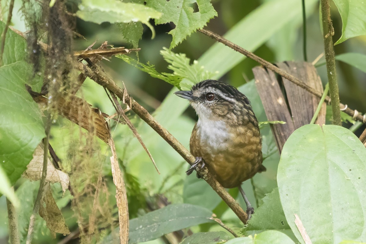 Mountain Wren-Babbler - ML640135506