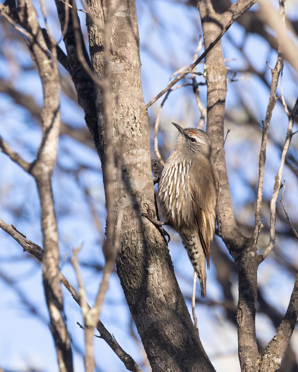 White-browed Treecreeper - ML640135537