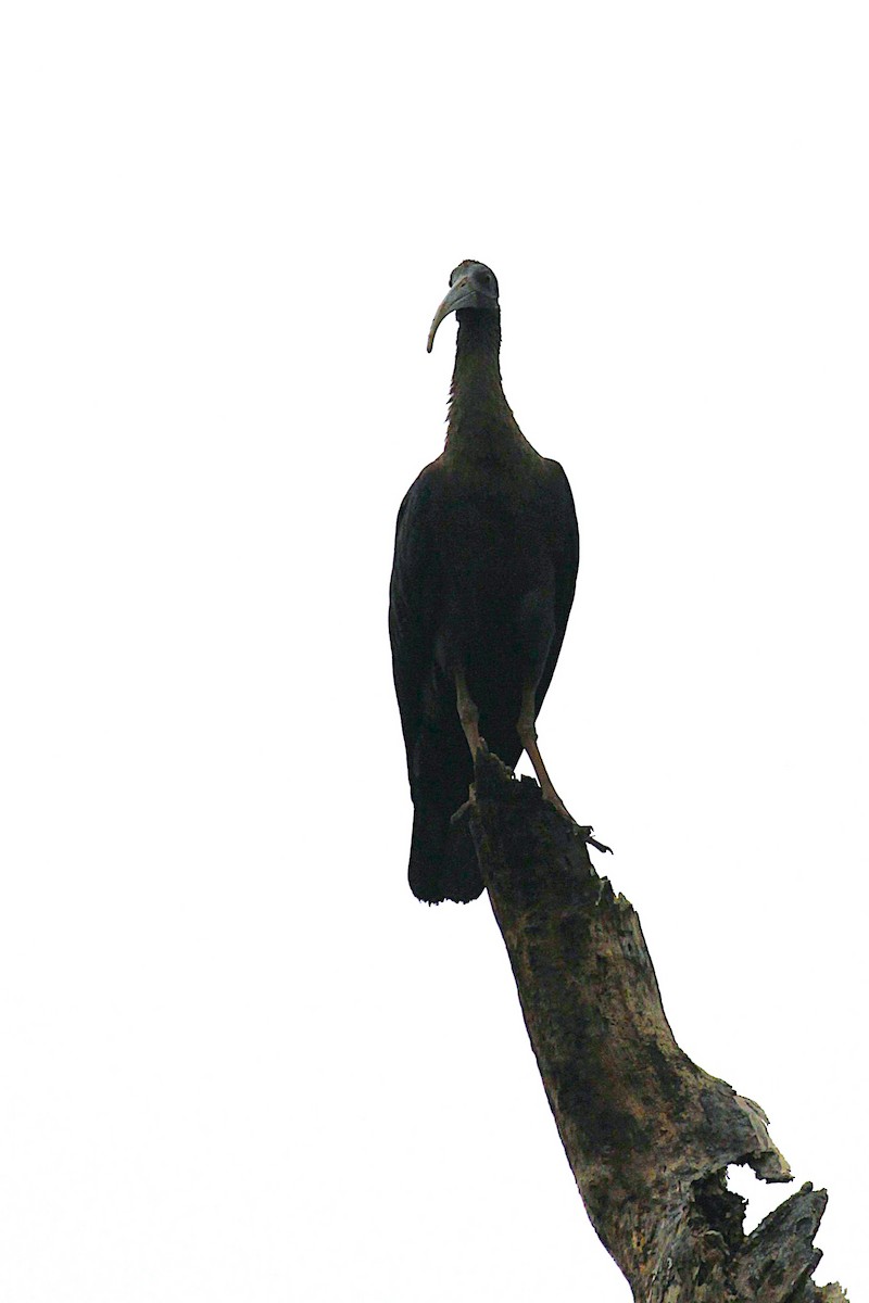 Red-naped Ibis - ML640135594