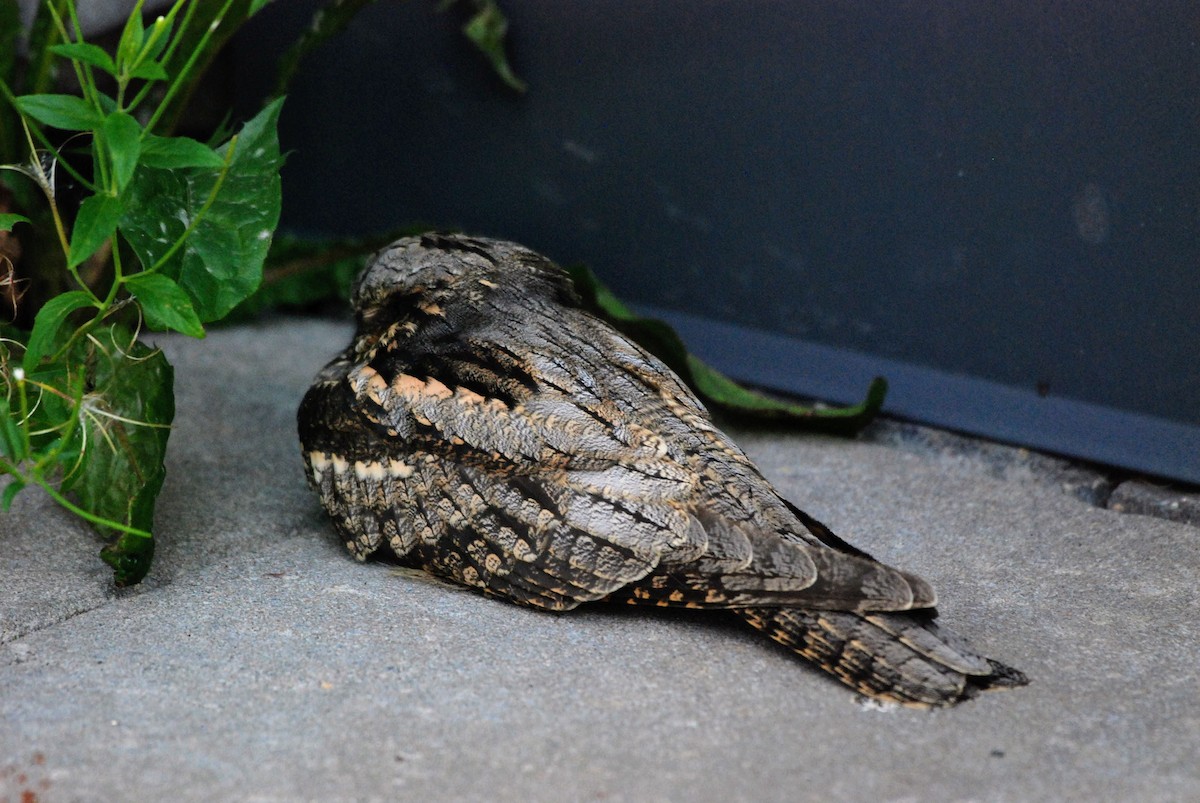 Eurasian Nightjar - ML640135627