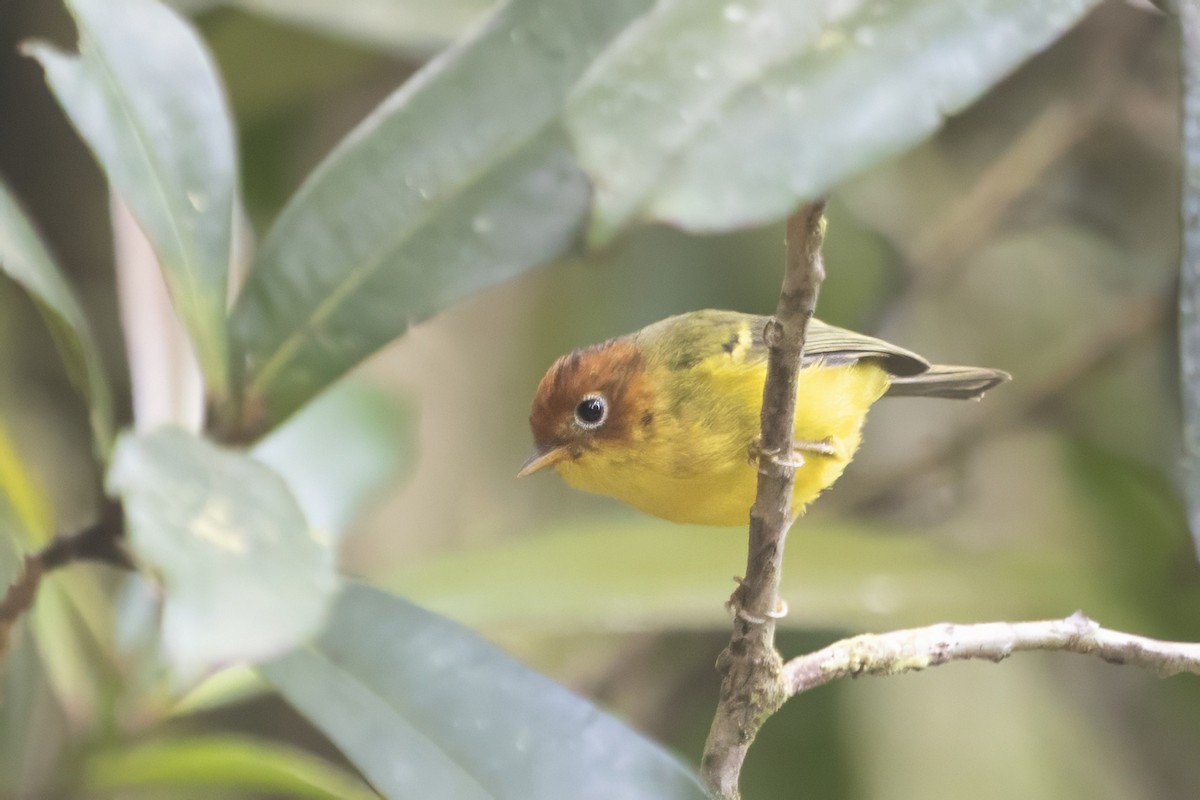 Yellow-breasted Warbler - ML640135628