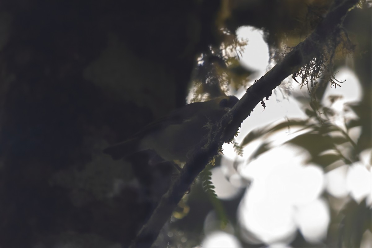 Mountain Black-eye - ML640135635